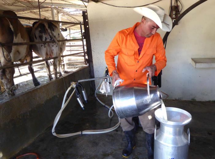 Últimas noticias sobre el acopio y distribución de leche en Villa Clara