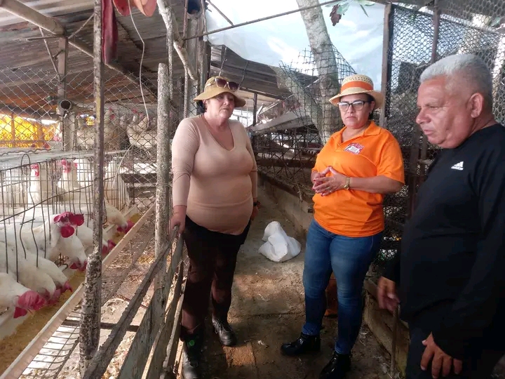 Recorre gobernadora villaclareña proyectos de desarrollo agropecuario en Corralillo