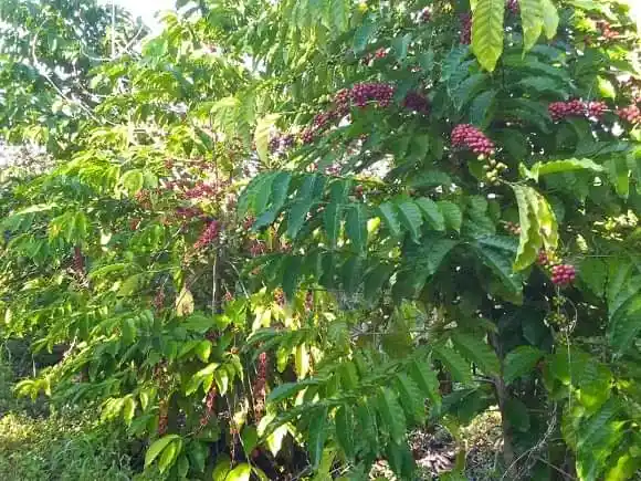 Informan sobre cosecha cafetalera en el Escambray villaclareño