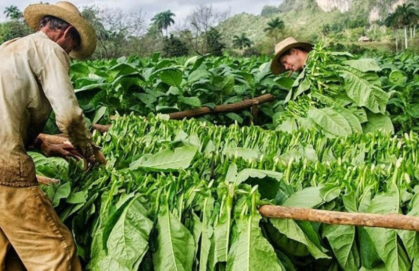 Productores de tabaco en Villa Clara apuestan por la energía solar