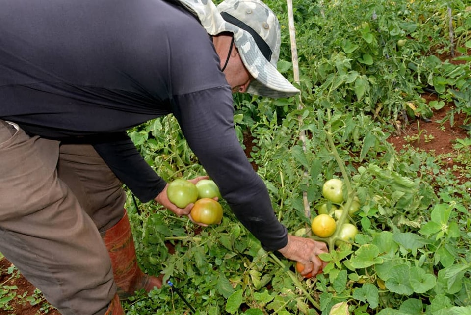 Agricultura ecológica en el centro de Cuba