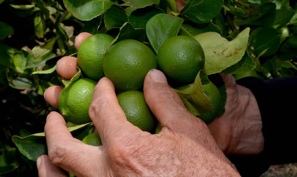 Agricultura ecológica en el centro de Cuba