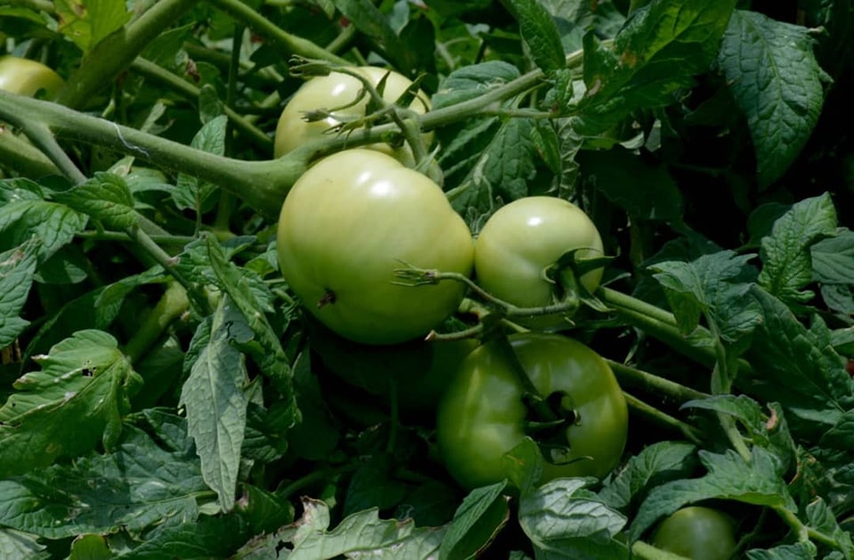 Agricultura ecológica en el centro de Cuba