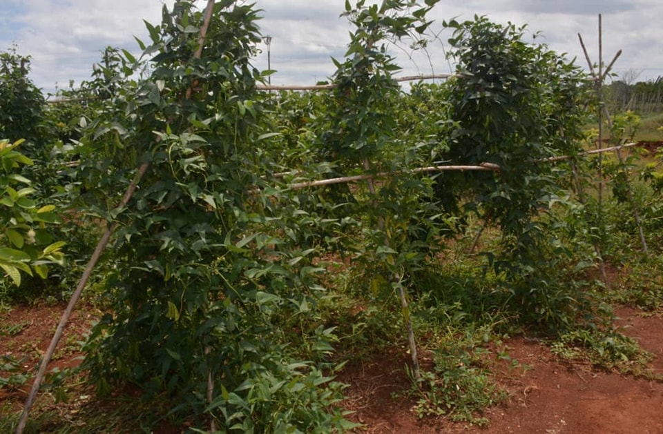 Agricultura ecológica en el centro de Cuba