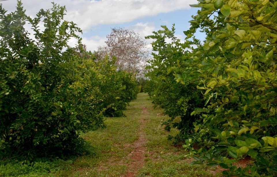 Agricultura ecológica en el centro de Cuba