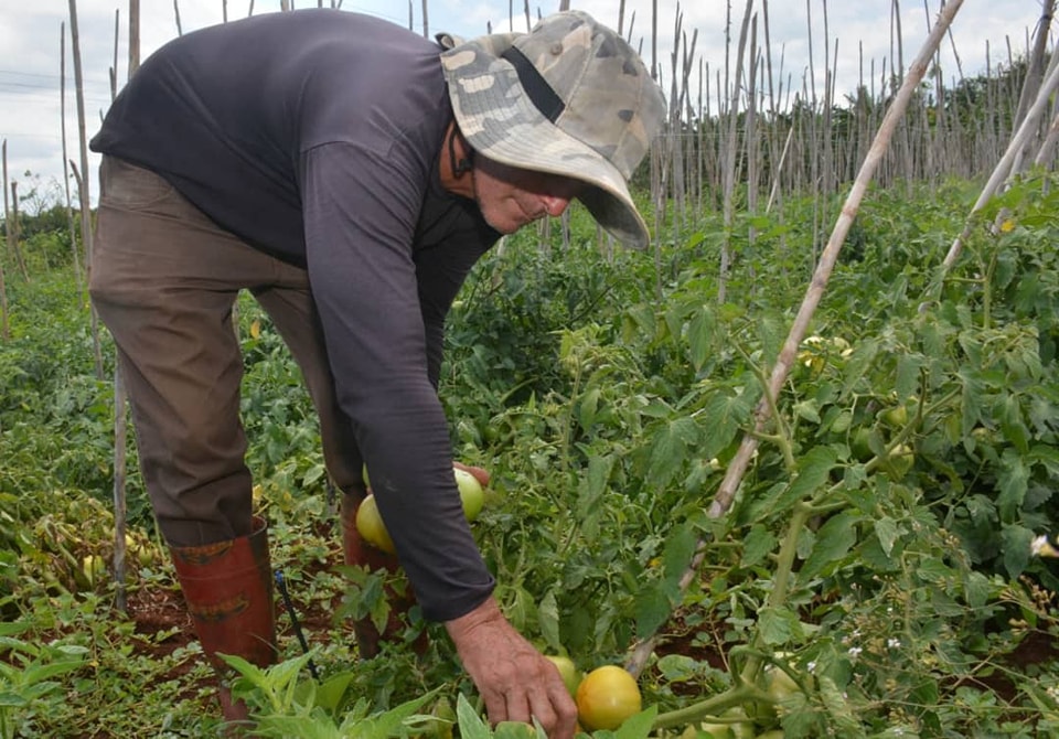 Agricultura ecológica en el centro de Cuba
