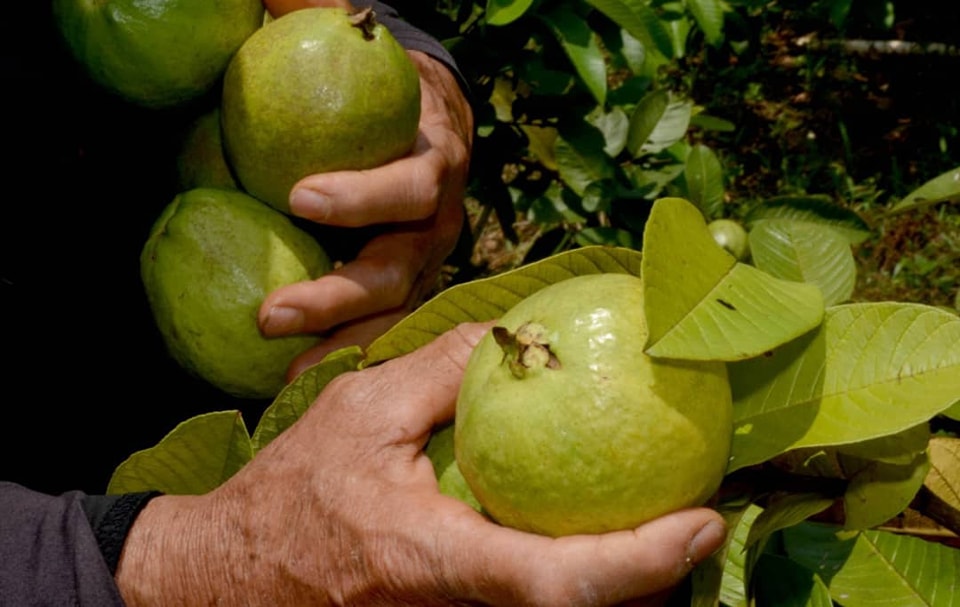 Agricultura ecológica en el centro de Cuba