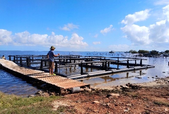 Avanza proyecto vietnamita de acuicultura en la UEB Cahamar de Quemado de Güines