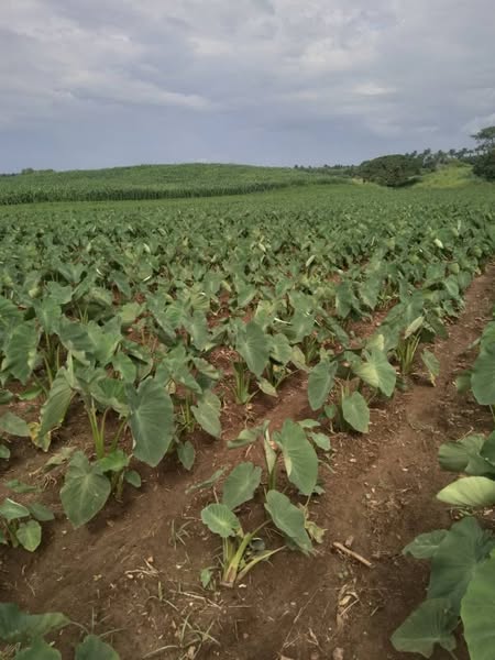 A menos producción, más ingresos: así no vale