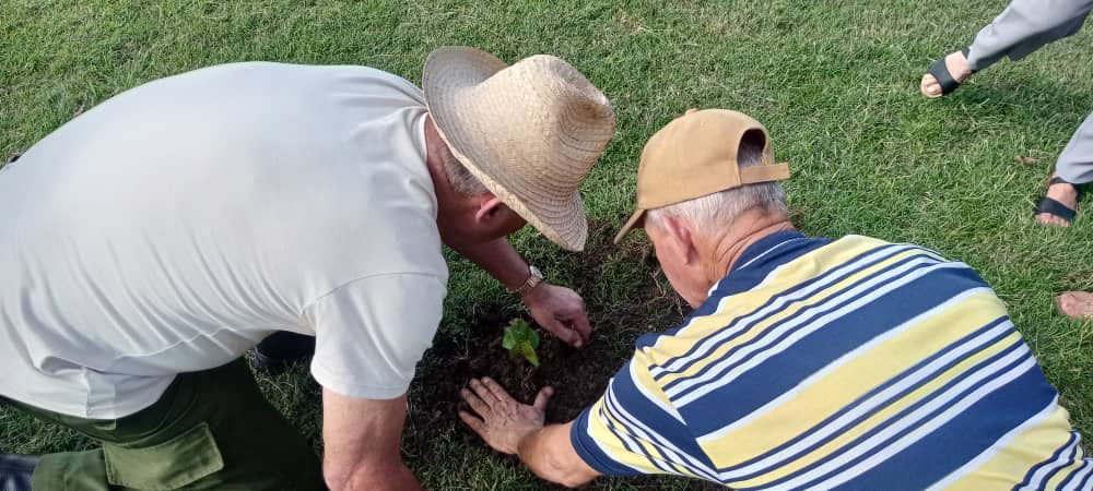 Siembran primer caguairán en la Plaza del Che en homenaje al Centenario de Fidel
