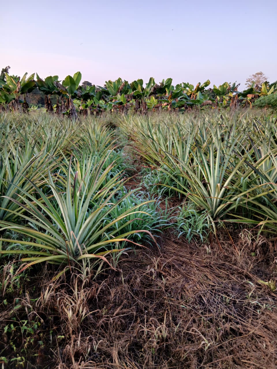 La Finca Los Sosa, allá el municipio de Cifuentes, Centro del evento Slow food 2025 este viernes 12 de diciembre