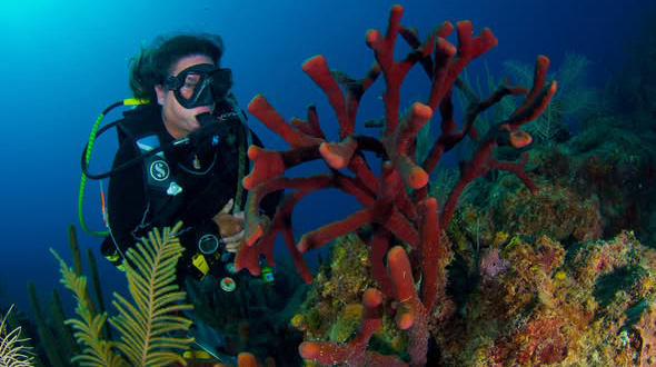 Cuba adopta decisión gubernamental para la conservación de sus arrecifes coralinos
