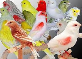 Del 30 de enero al primero de febrero exposición provincial ornitológica