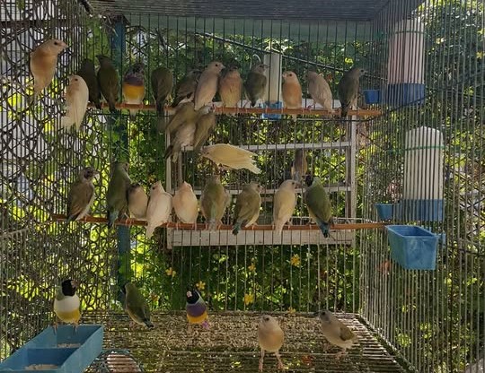 Del 30 de enero al primero de febrero exposición provincial ornitológica