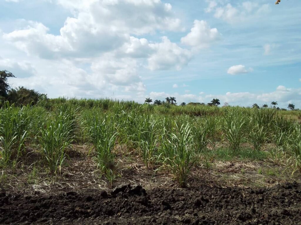 INICA Villa Clara rescata variedades emblemáticas de la caña de azúcar 