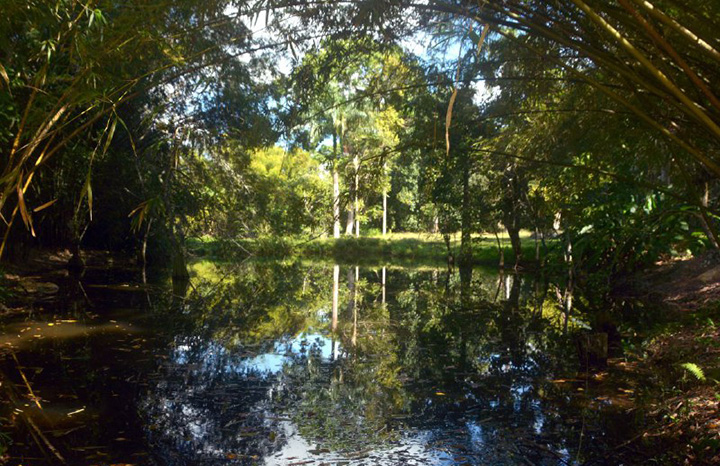 Jardín Botánico de Villa Clara: tesoro de la Universidad Central