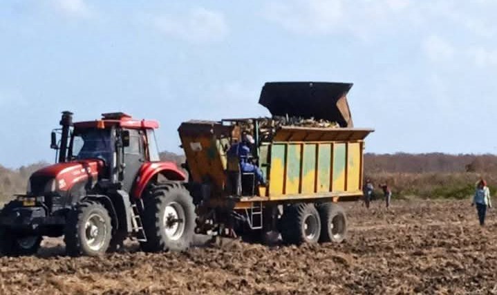 Sembrar caña, un tributo de los agroazucareros villaclareños al 26 de Julio