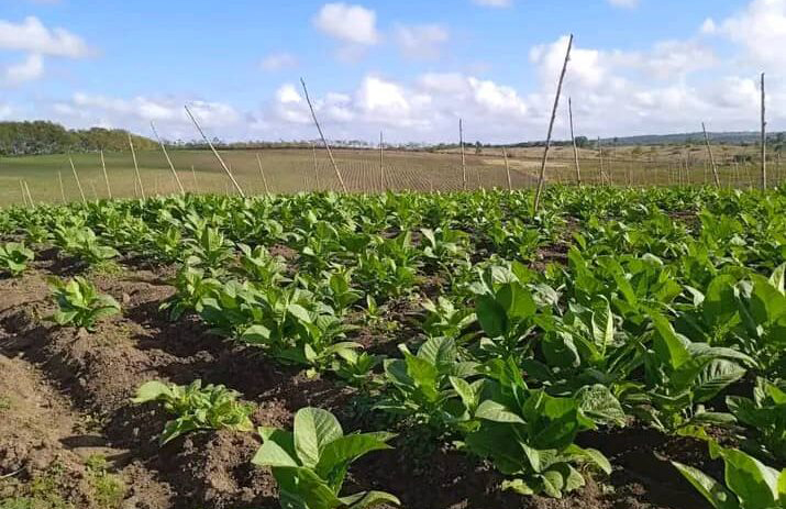 Ciencia potencia innovación y calidad del tabaco de Villa Clara