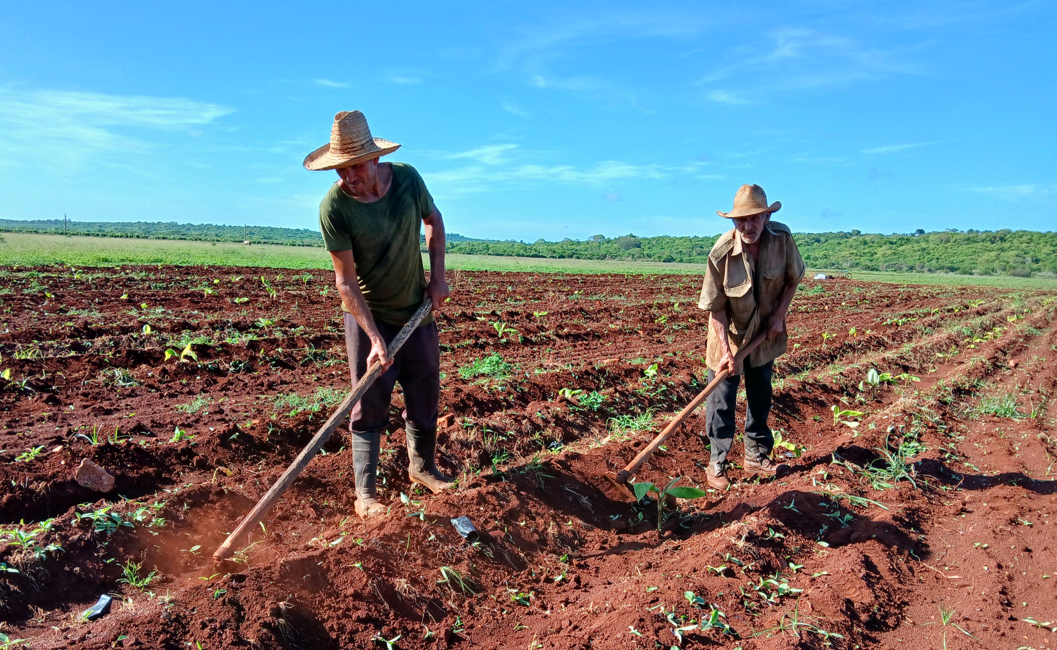 Entidades productivas quemadenses inmersas en recuperación de plan plátano