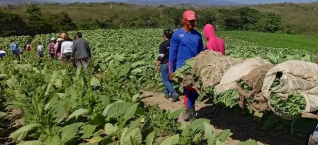A las puertas de la celebración del Día Internacional de la Mujer, las placeteñas realizaron un encuentro en la finca “La Puntilla” de Falcón, del productor Linnel Marrero Turiño,  para conmemorar la fecha del 8 de marzo con una jornada de trabajo voluntario.