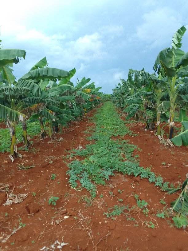 Producir alimentos, la otra cara de la empresa agroindustrial azucarera José María Pérez