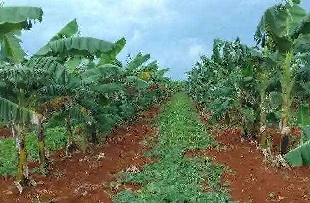 Producir alimentos, la otra cara de la empresa agroindustrial azucarera José María Pérez
