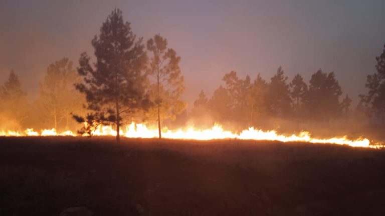 Combaten incendio forestal en Pinares de Mayarí