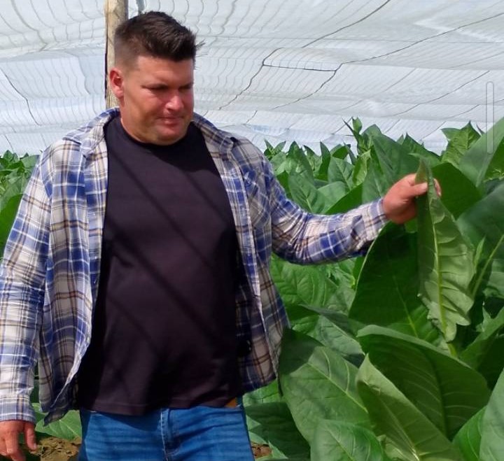 Placetas se adueña del reinado del tabaco en Villa Clara 