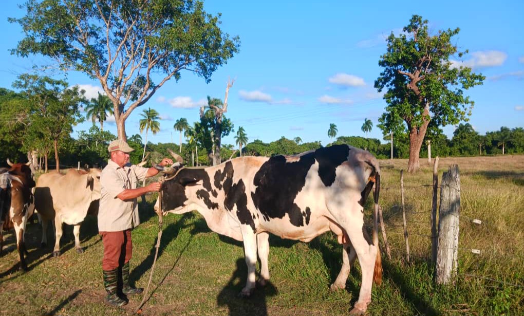 Productores de Villa Clara se esfuerzan por recuperar la tradición lechera de la provincia