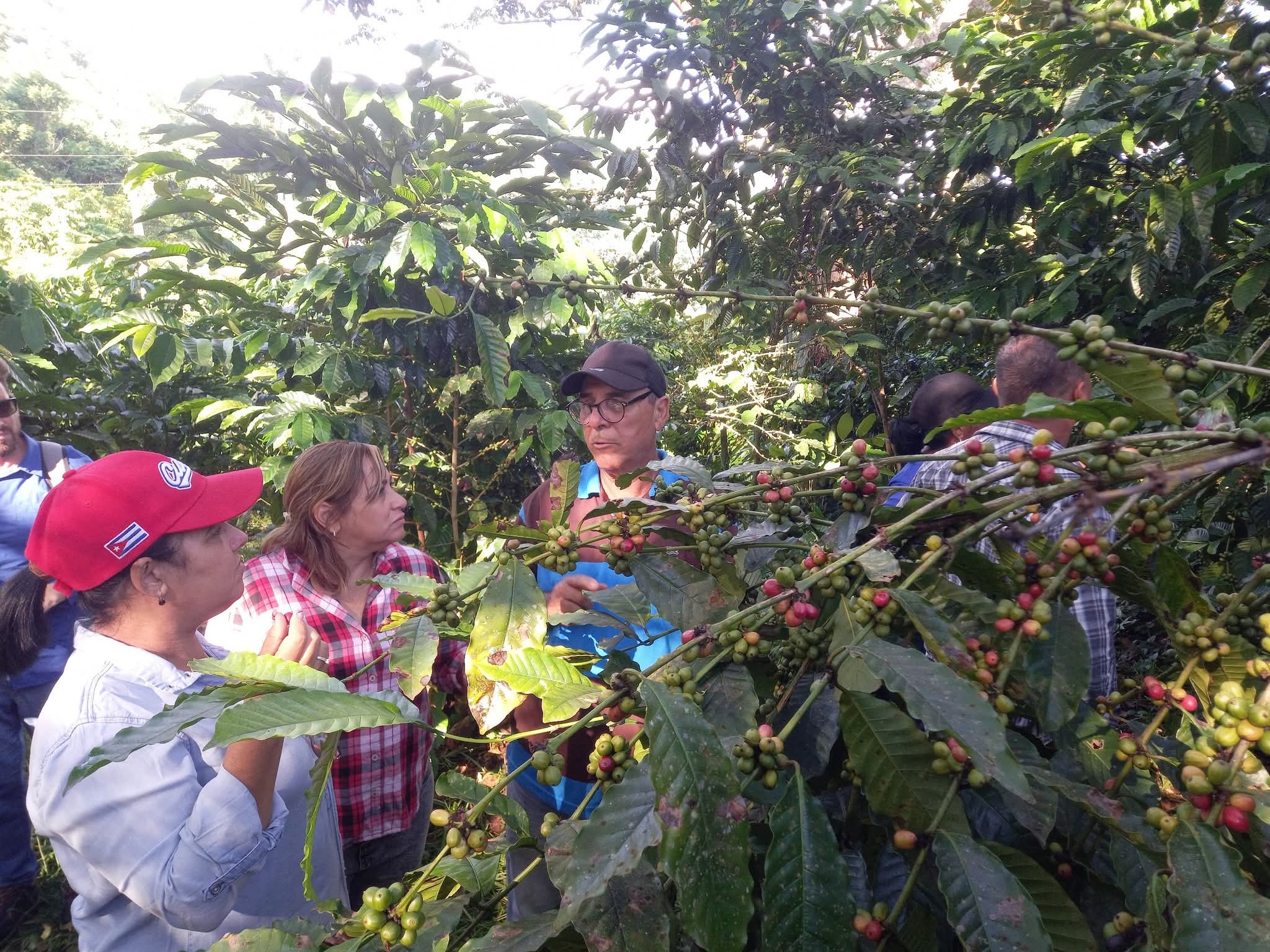 Cafetaleros villaclareños reafirman compromisos en la actual campaña del grano