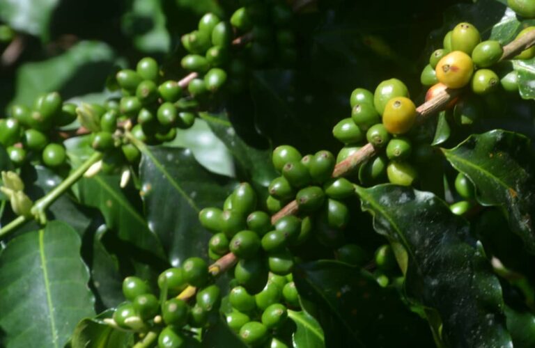 Agroforestal Jibacoa, donde el aroma de café es más fuerte