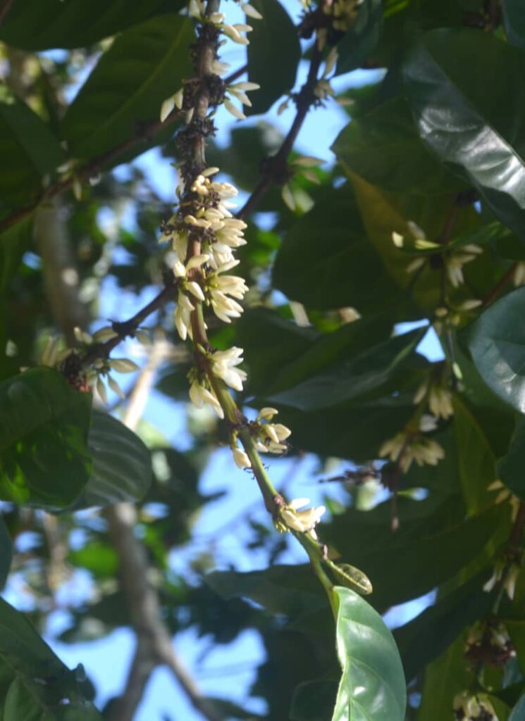 Agroforestal Jibacoa, donde el aroma de café es más fuerte