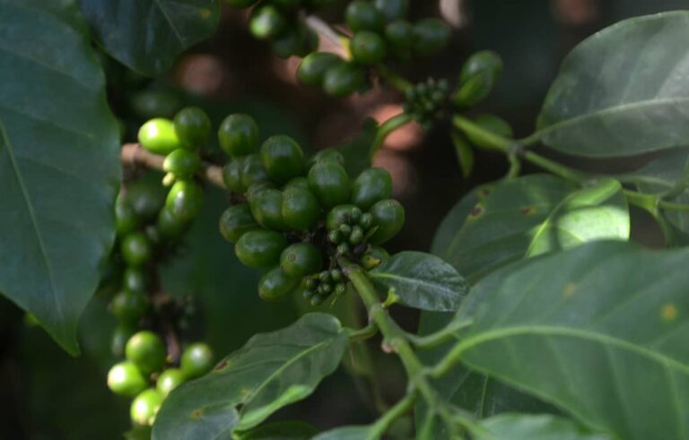 Agroforestal Jibacoa, donde el aroma de café es más fuerte