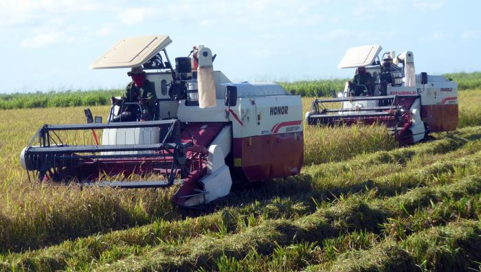 Cuba se propone sembrar 200 000 hectáreas de arroz en 2026