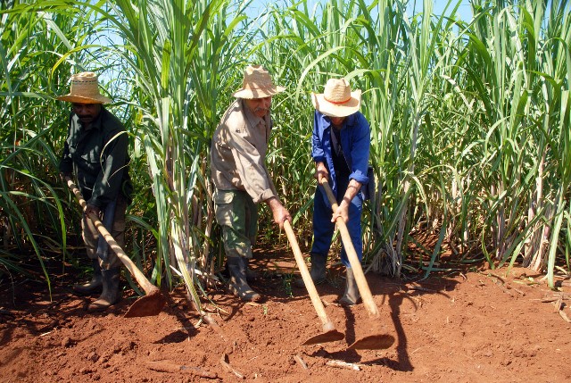 Encomiar a los agroazucareros en tiempos difíciles