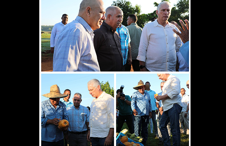 Díaz-Canel constata avance de la producción agroecológica y porcina en Mayabeque