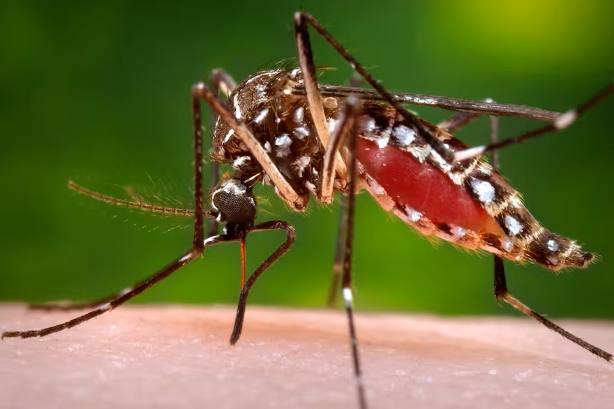 Sigue disminuyendo la incidencia de arbovirosis