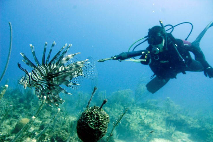 Otorgarán licencias de pesca submarina en Villa Clara