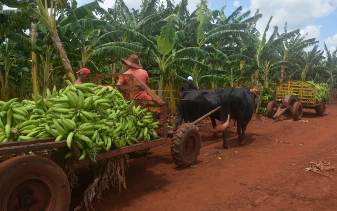 Más control con la producción de comida en Encrucijada