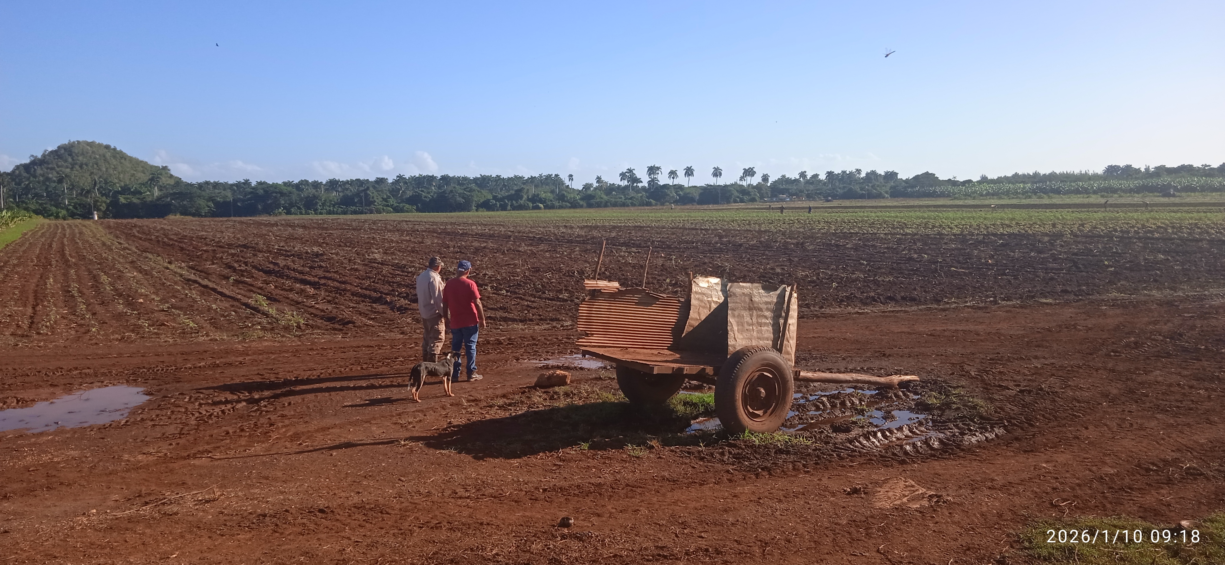 Finca La Papaya, un oasis alimentario de la empresa agroindustrial azucarera Eaa Heriberto Duquesne