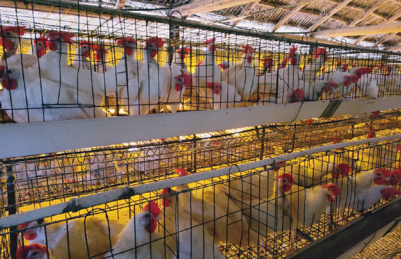 Validan en Villa Clara suplemento alimenticio para aves