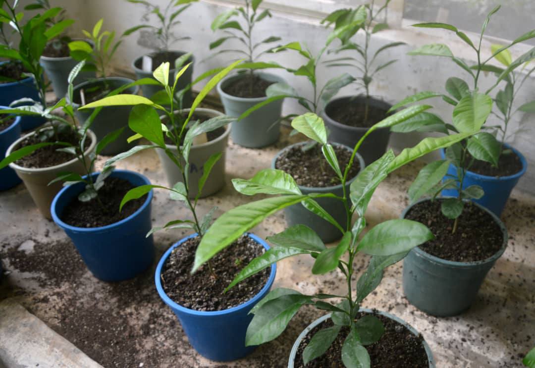Instituto de Biotecnología de las Plantas, líder de la ciencia cubana