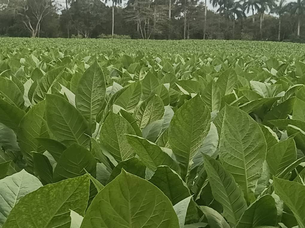 Con la noticia del cumplimiento del plan de siembra por tercera campaña consecutiva se inició el balance anual de la Empresa de Acopio y Beneficio del Tabaco La Estrella, y su avance en todos los indicadores económico- productivos se mostraron durante el debate optimista que caracterizó la reunión. 