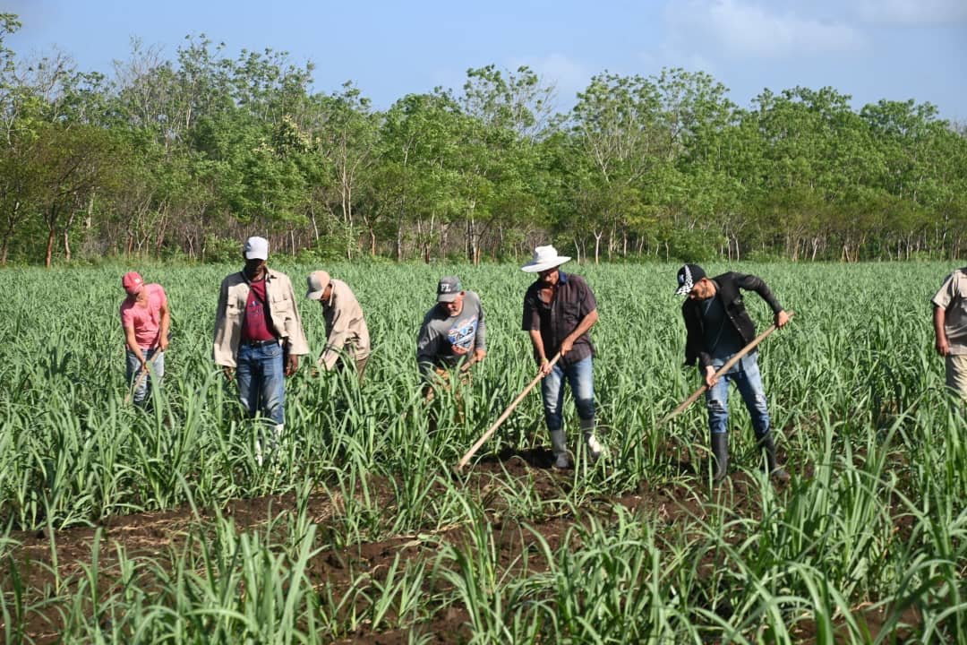 Producción de alimentos con una nueva perspectiva: una prioridad de la ciencia villaclareña