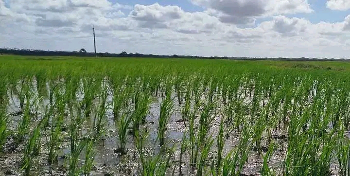 Atrasos en la siembra de arroz